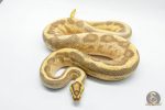 4303 1.0 ENCHI LEOPARD FIRE SUPER STRIPE - Image 2