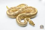 4303 1.0 ENCHI LEOPARD FIRE SUPER STRIPE - Image 3