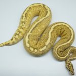 4306 0.1 GHI SPIDER FREEWAY