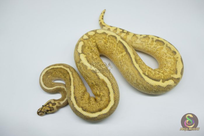 4306 0.1 GHI SPIDER FREEWAY - Image 3