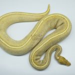 4308 0.1 LESSER FIRE FREEWAY