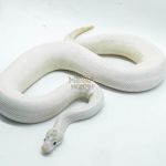 4310 1.0 ENCHI LEOPARD FIRE IVORY