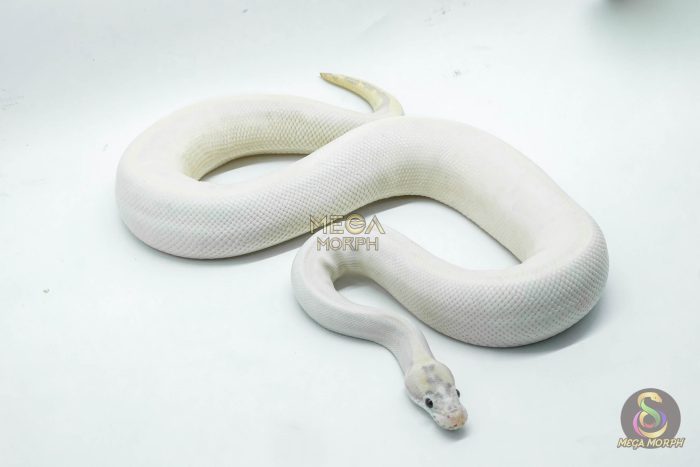 4310-2-1.jpg 4310 1.0 ENCHI LEOPARD FIRE IVORY - Image 2