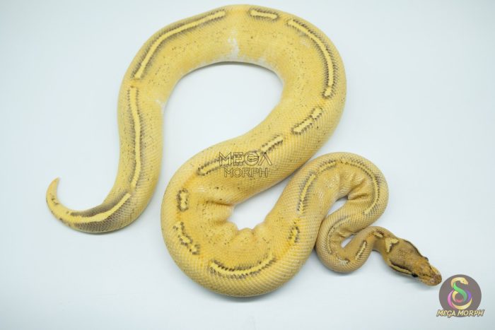 4317 0.1 ENCHI GHI FREEWAY - Image 2