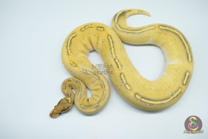 4317 0.1 ENCHI GHI FREEWAY - Image 3