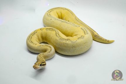 4318 0.1 ENCHI GHI FREEWAY
