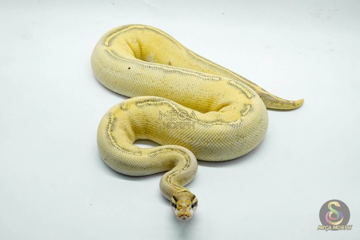 4318 0.1 ENCHI GHI FREEWAY - Image 2