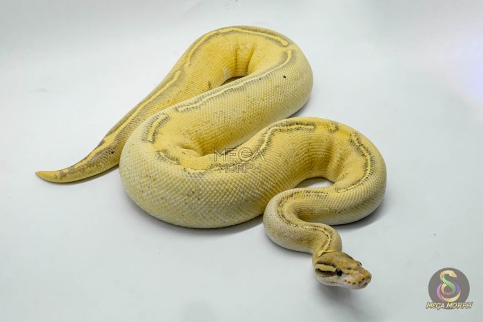 4318 0.1 ENCHI GHI FREEWAY - Image 3