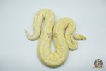 4324 0.1 BANANA BAMBOO BLACK PASTEL YELLOW BELLY