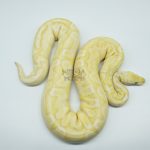 4324 0.1 BANANA BAMBOO BLACK PASTEL YELLOW BELLY