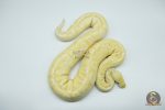 4324 0.1 BANANA BAMBOO BLACK PASTEL YELLOW BELLY - Image 2
