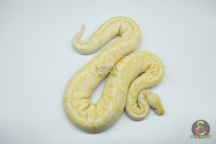 4324-2-1.jpg 4324 0.1 BANANA BAMBOO BLACK PASTEL YELLOW BELLY - Image 2