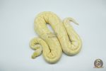 4324 0.1 BANANA BAMBOO BLACK PASTEL YELLOW BELLY - Image 3