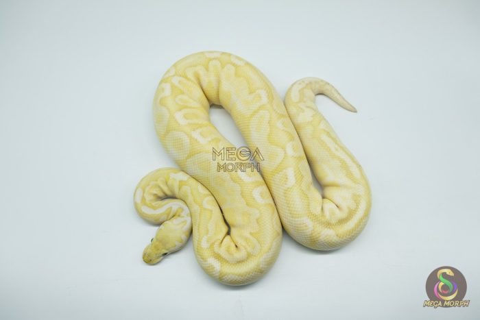 4324-3-1.jpg 4324 0.1 BANANA BAMBOO BLACK PASTEL YELLOW BELLY - Image 3