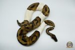 4330 0.1 PIEBALD 50% HET CANDY