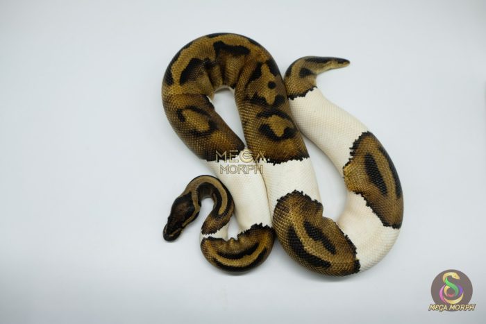 4330 0.1 PIEBALD 50% HET CANDY - Image 2