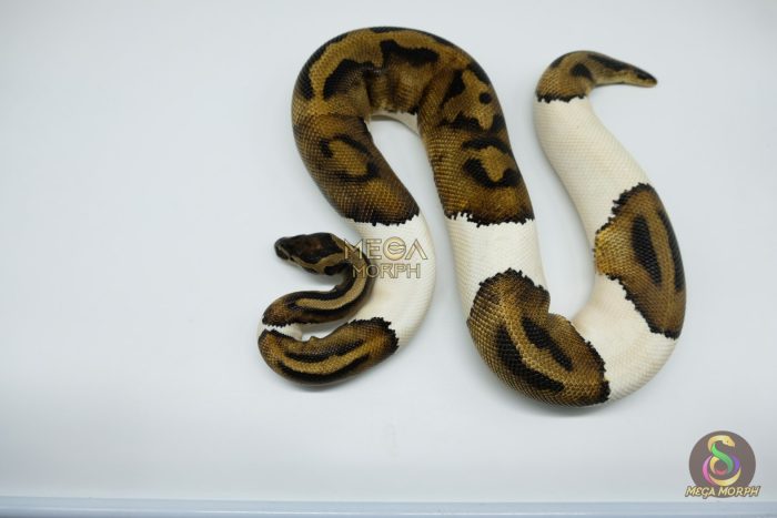 4330 0.1 PIEBALD 50% HET CANDY - Image 3