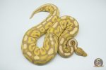 4332 0.1 BANANA CINNAMON HET CLOWN POSSIBLE HONEY - Image 2