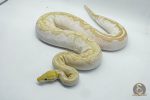 4360 0.1 BANANA BAMBOO BLACK PASTEL YELLOW BELLY