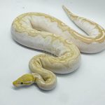 4360 0.1 BANANA BAMBOO BLACK PASTEL YELLOW BELLY