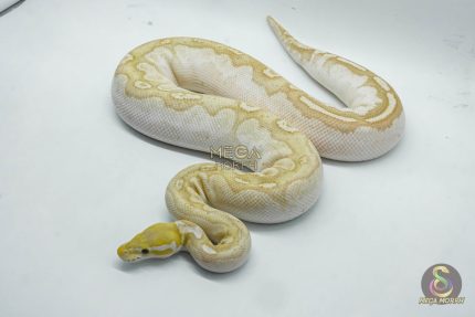 4360 0.1 BANANA BAMBOO BLACK PASTEL YELLOW BELLY