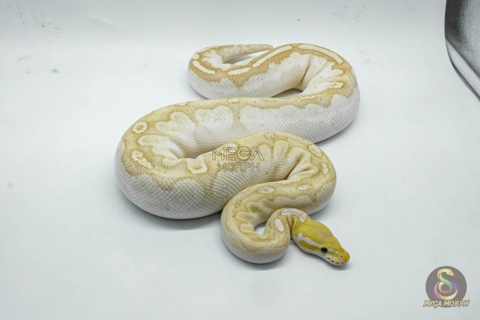 4360 0.1 BANANA BAMBOO BLACK PASTEL YELLOW BELLY - Image 2