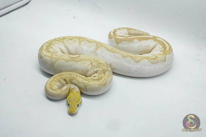 4360 0.1 BANANA BAMBOO BLACK PASTEL YELLOW BELLY - Image 3
