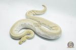 4361 0.1 BAMBOO BANANA BLACK PASTEL YELLOW BELLY