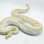 4361 0.1 BAMBOO BANANA BLACK PASTEL YELLOW BELLY