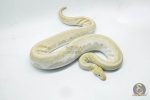 4361 0.1 BAMBOO BANANA BLACK PASTEL YELLOW BELLY - Image 2