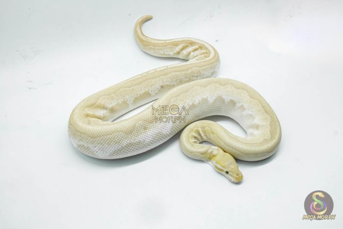 4361 0.1 BAMBOO BANANA BLACK PASTEL YELLOW BELLY - Image 2