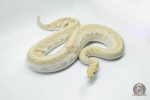 4361 0.1 BAMBOO BANANA BLACK PASTEL YELLOW BELLY - Image 3