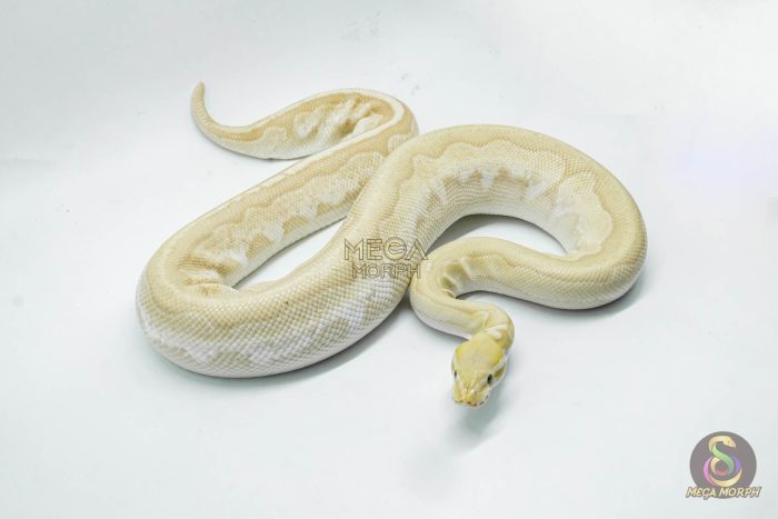 4361 0.1 BAMBOO BANANA BLACK PASTEL YELLOW BELLY - Image 3