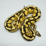 4363 0.1 ORANGE DREAM FIREFLY YELLOW BELLY