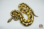 4363 0.1 ORANGE DREAM FIREFLY YELLOW BELLY - Image 2