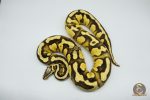 4363 0.1 ORANGE DREAM FIREFLY YELLOW BELLY - Image 3