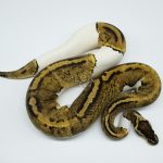 4368 0.1 PASTEL PIEBALD