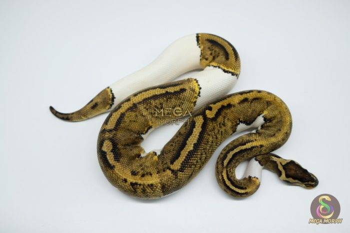 4368 0.1 PASTEL PIEBALD - Image 2