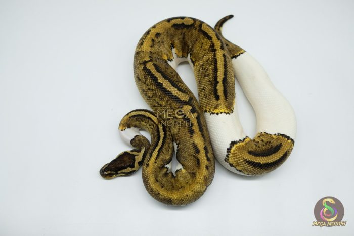 4368 0.1 PASTEL PIEBALD - Image 3