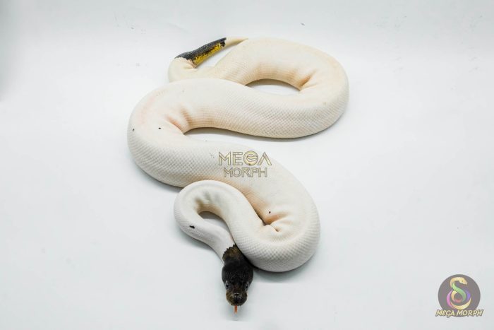 4385 1.0 CINNAMON LEOPARD PIEBALD POSS ORANGE DREAM POSSIBLE FIRE - Image 3