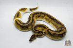 4418 1.0 ENCHI PIEBALD