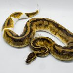 4418 1.0 ENCHI PIEBALD