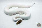 4420 1.0 CINNAMON PIEBALD POSSIBLE YELLOW BELLY