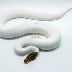 4420 1.0 CINNAMON PIEBALD POSSIBLE YELLOW BELLY