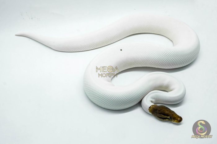 4420 1.0 CINNAMON PIEBALD POSSIBLE YELLOW BELLY - Image 2