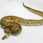4422 1.0 PASTEL YELLOW BELLY CLOWN