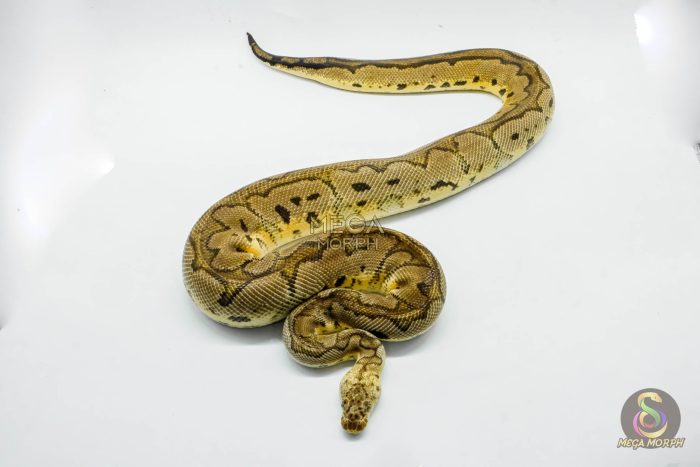 4422 1.0 PASTEL YELLOW BELLY CLOWN - Image 2