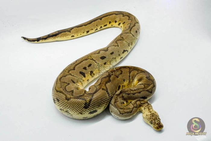 4422 1.0 PASTEL YELLOW BELLY CLOWN - Image 3