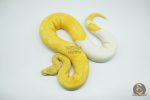 4423 0.1 ALBINO PIEBALD SUPER HIGH CONTRAST