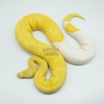 4423 0.1 ALBINO PIEBALD SUPER HIGH CONTRAST
